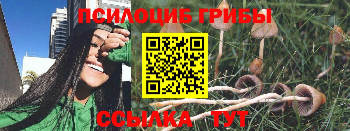 Псилоцибиновые грибы Magic Shrooms  Вход с VPN  сколько стоит  Камышин  Псилоцибиновые грибы мухоморы 